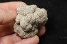 dinosaur coprolithe - jurassic - Morrison Formation - Wyoming, USA