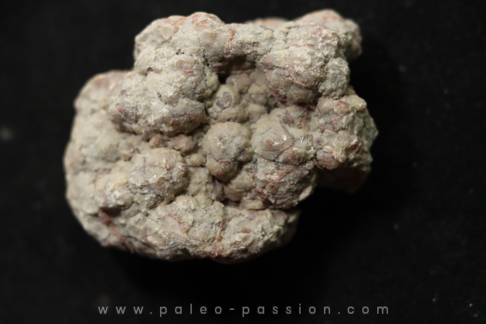 dinosaur coprolithe - jurassic - Morrison Formation - Wyoming, USA