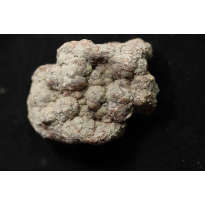 dinosaur coprolithe - jurassic - Morrison Formation - Wyoming, USA
