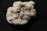 dinosaur coprolithe - jurassic - Morrison Formation - Wyoming, USA