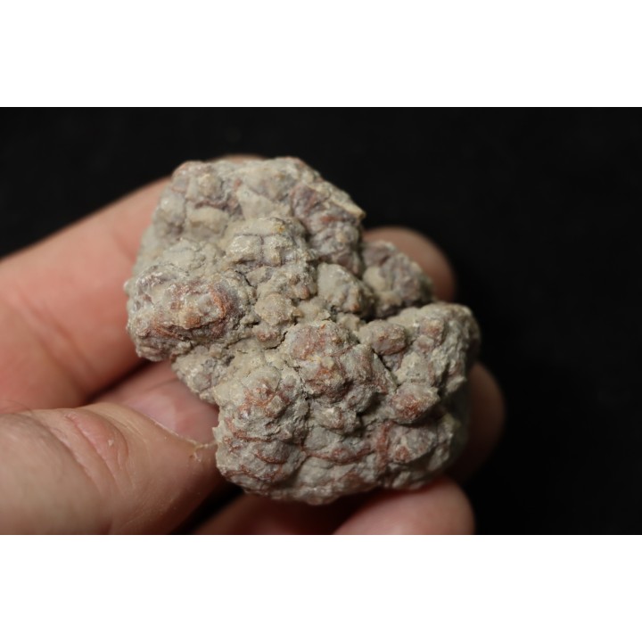 dinosaur coprolithe - jurassic - Morrison Formation - Wyoming, USA