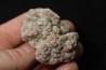 coprolithe de dinosaure - jurassique - Morrison Formation - Wyoming, USA