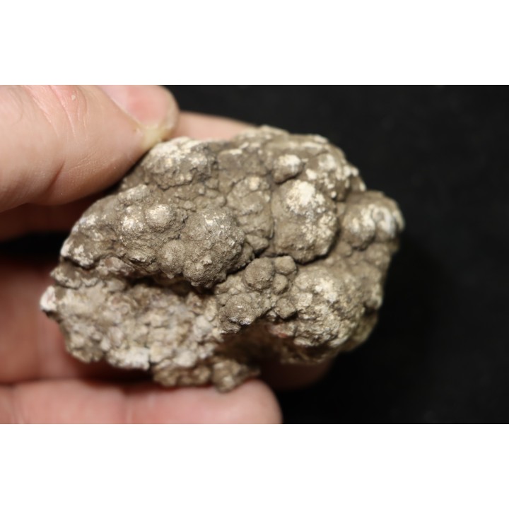 dinosaur coprolithe - jurassic - Morrison Formation - Wyoming, USA