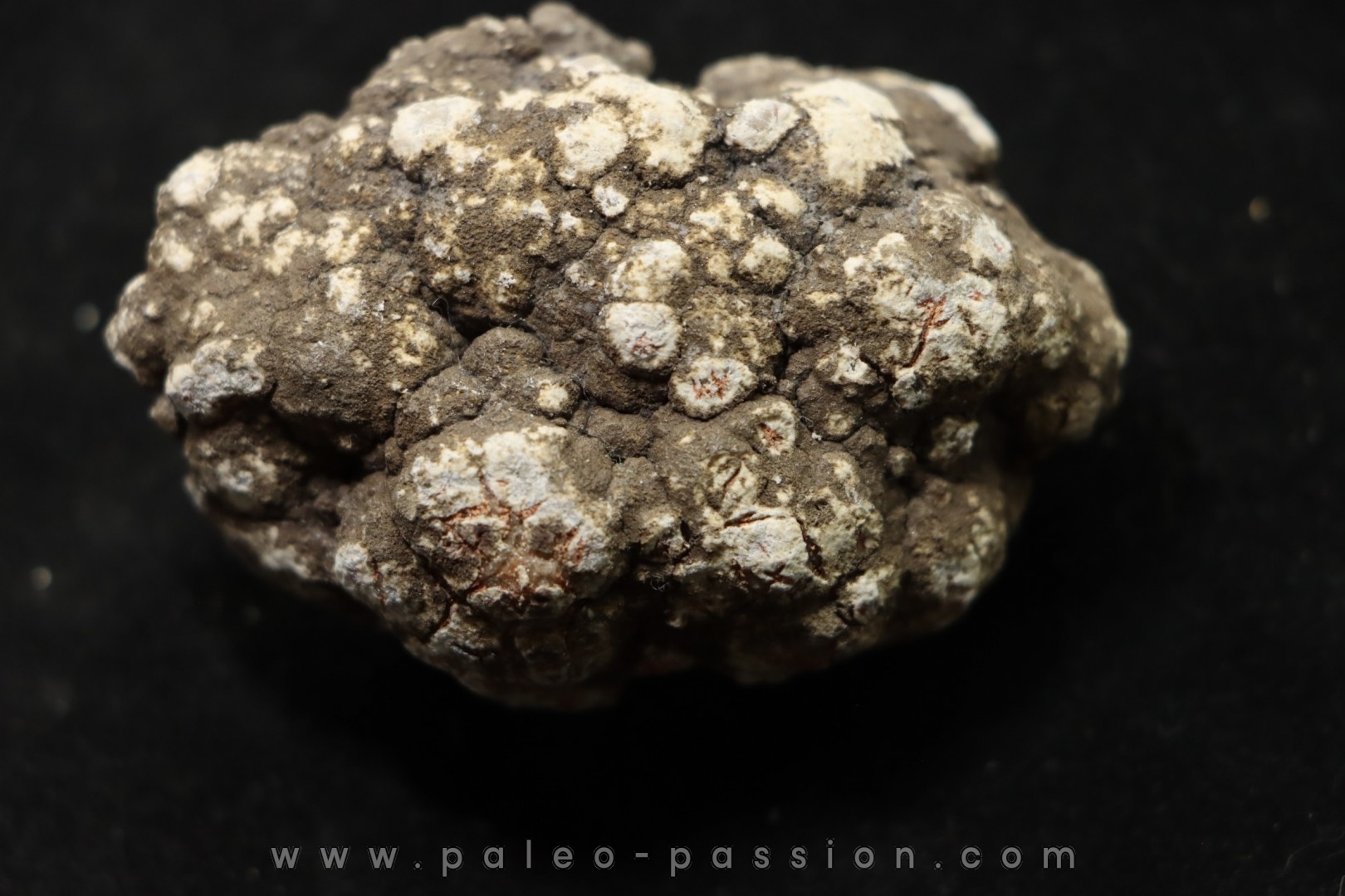 dinosaur coprolithe - jurassic - Morrison Formation - Wyoming, USA