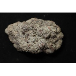 dinosaur coprolithe - jurassic - Morrison Formation - Wyoming, USA