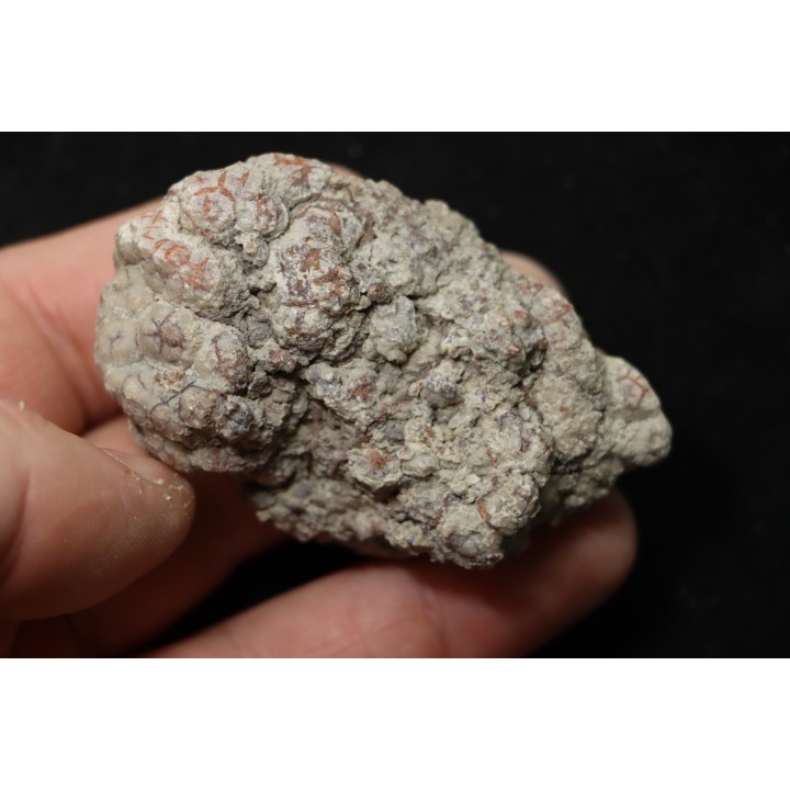coprolithe de dinosaure - jurassique - Morrison Formation - Wyoming, USA
