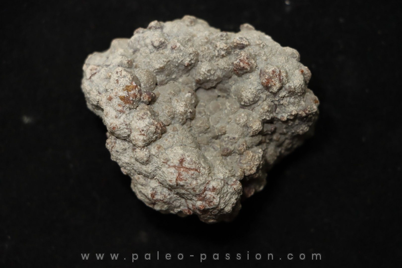 dinosaur coprolithe - jurassic - Morrison Formation - Wyoming, USA