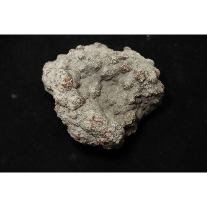 coprolithe de dinosaure - jurassique - Morrison Formation - Wyoming, USA