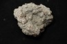 dinosaur coprolithe - jurassic - Morrison Formation - Wyoming, USA