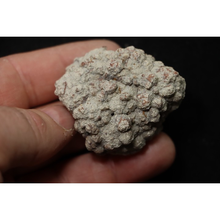 coprolithe de dinosaure - jurassique - Morrison Formation - Wyoming, USA