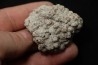dinosaur coprolithe - jurassic - Morrison Formation - Wyoming, USA