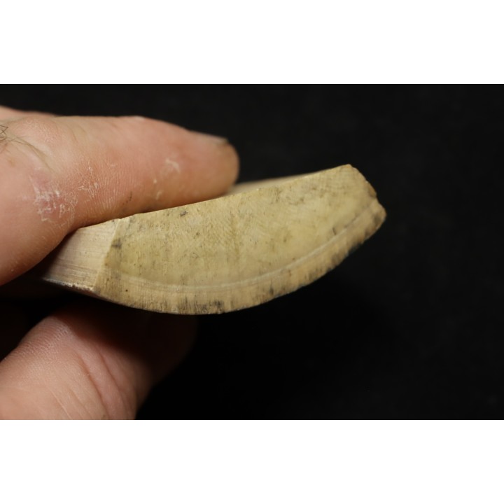 Mammoth ivory - Alaska