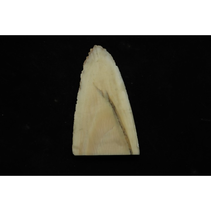 Mammoth ivory - Alaska