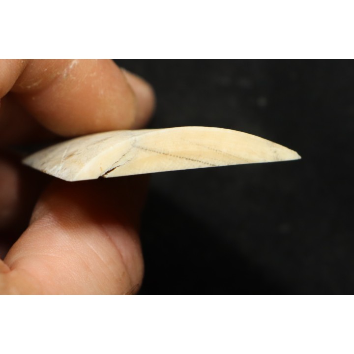 Mammoth ivory - Alaska