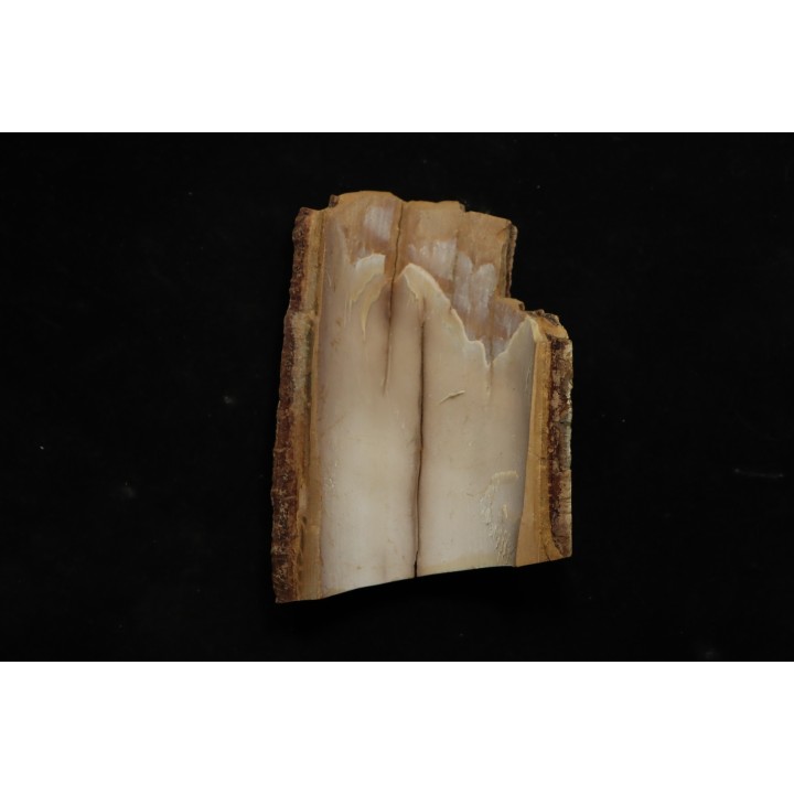 Mammoth ivory - Alaska