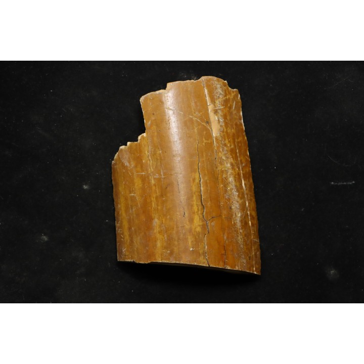 Mammoth ivory - Alaska