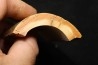 Mammoth ivory - Alaska
