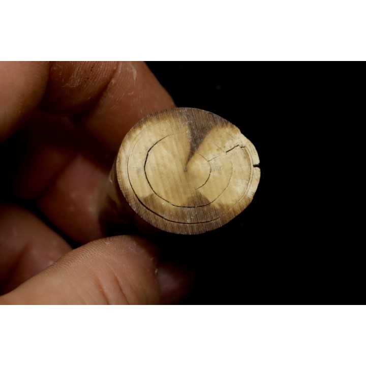 Mammoth ivory - Alaska