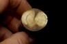 Mammoth ivory - Alaska