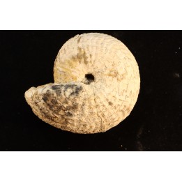 ARGOSIRENITES TRACHYCERATOIDES - triassic - TIMOR - INDONESIA
