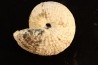ARGOSIRENITES TRACHYCERATOIDES - trias - TIMOR - INDONESIE