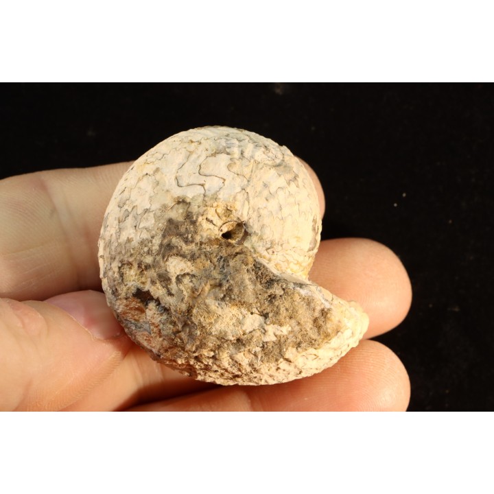 ARGOSIRENITES TRACHYCERATOIDES - triassic - TIMOR - INDONESIA