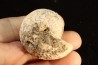 ARGOSIRENITES TRACHYCERATOIDES - trias - TIMOR - INDONESIE