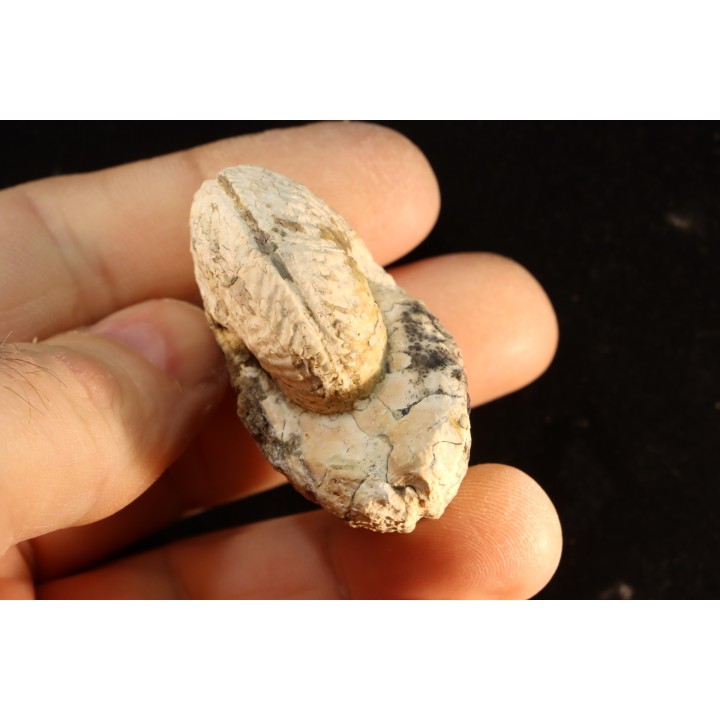 ARGOSIRENITES TRACHYCERATOIDES - trias -   TIMOR - INDONESIE