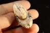 ARGOSIRENITES TRACHYCERATOIDES - triassic - TIMOR - INDONESIA