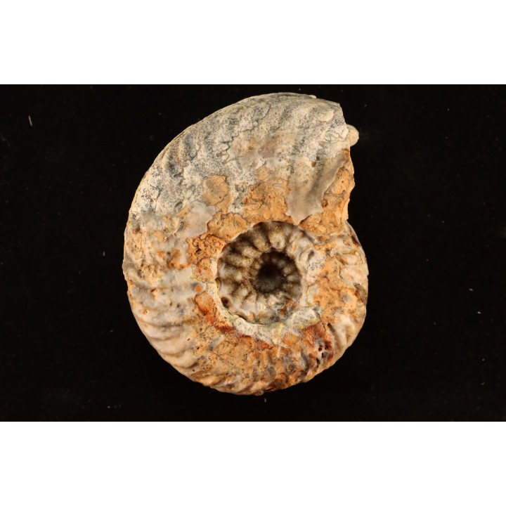 DISTICHITES FALCATUS - trias -   TIMOR - INDONESIE