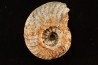 DISTICHITES FALCATUS - trias -   TIMOR - INDONESIE