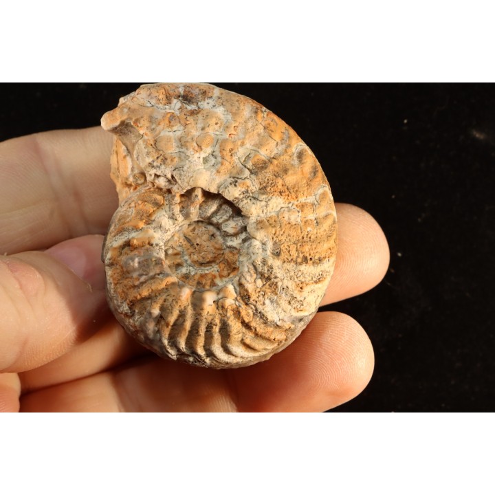 DISTICHITES FALCATUS - triassic - TIMOR - INDONESIA