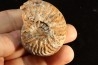 DISTICHITES FALCATUS - triassic - TIMOR - INDONESIA