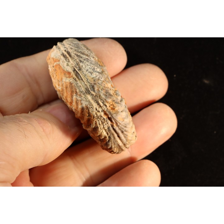 DISTICHITES FALCATUS - trias -   TIMOR - INDONESIE