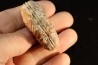 DISTICHITES FALCATUS - triassic - TIMOR - INDONESIA