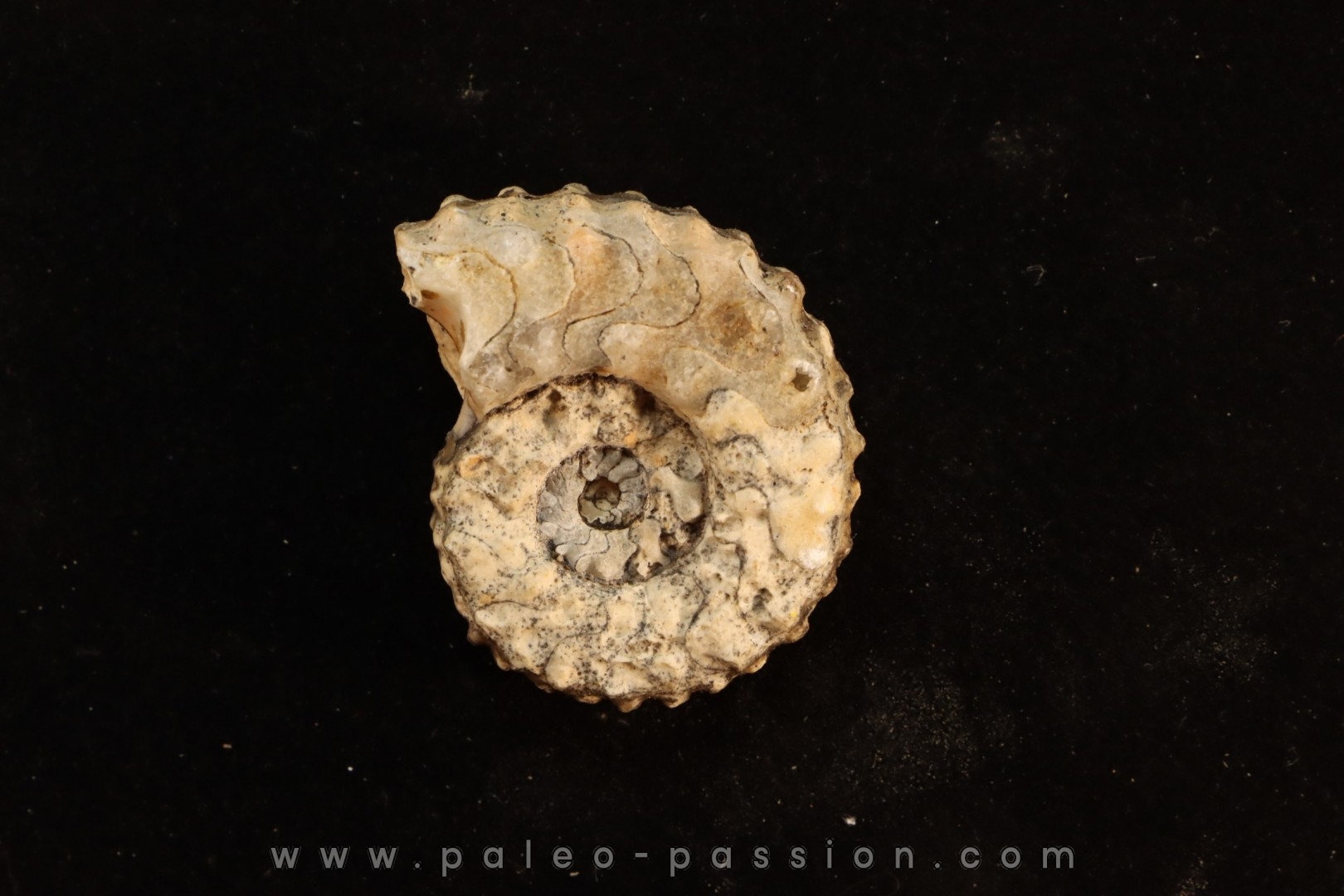 PARATHISBITES NODIGER - triassic - TIMOR - INDONESIA