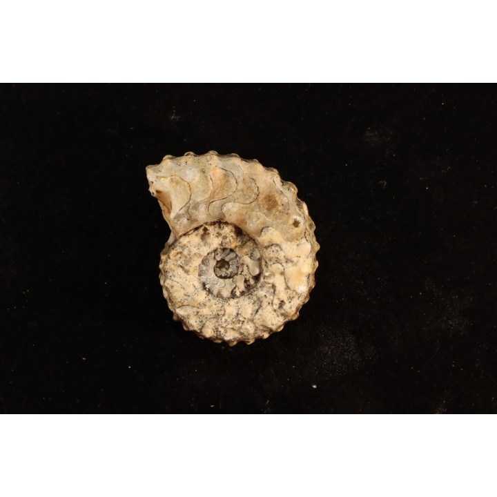 PARATHISBITES NODIGER - triassic - TIMOR - INDONESIA