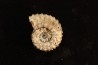 PARATHISBITES NODIGER - triassic - TIMOR - INDONESIA