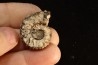 PARATHISBITES NODIGER - triassic - TIMOR - INDONESIA