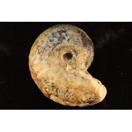 BROUWERITES INTERMEDIUS - triassic - TIMOR - INDONESIA