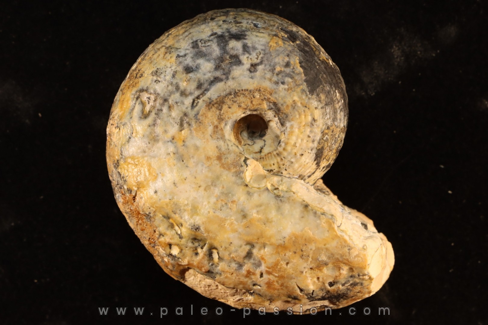 BROUWERITES INTERMEDIUS - triassic - TIMOR - INDONESIA
