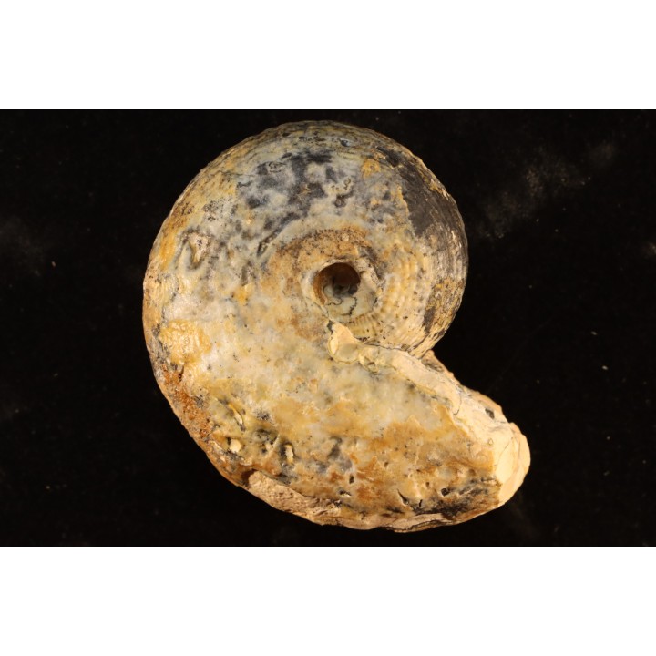 BROUWERITES INTERMEDIUS - triassic - TIMOR - INDONESIA