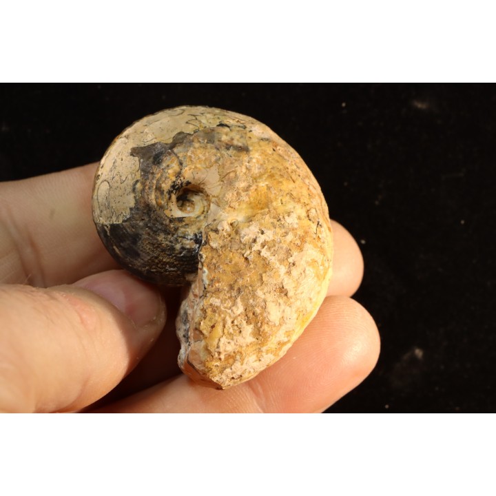 BROUWERITES INTERMEDIUS - triassic - TIMOR - INDONESIA
