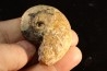 BROUWERITES INTERMEDIUS - triassic - TIMOR - INDONESIA