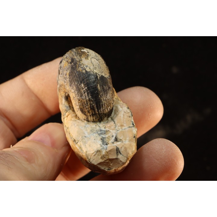 BROUWERITES INTERMEDIUS - triassic - TIMOR - INDONESIA