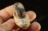 BROUWERITES INTERMEDIUS - triassic - TIMOR - INDONESIA