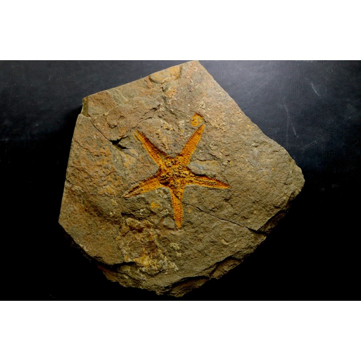PROTOPALEASTER SP.
