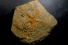 gros PROTOPALEASTER - Ordovicien El caid Rami , Maroc