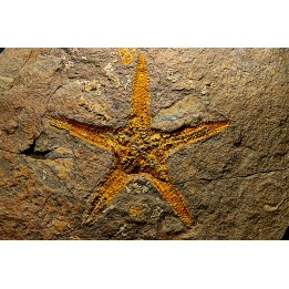 PROTOPALEASTER SP.