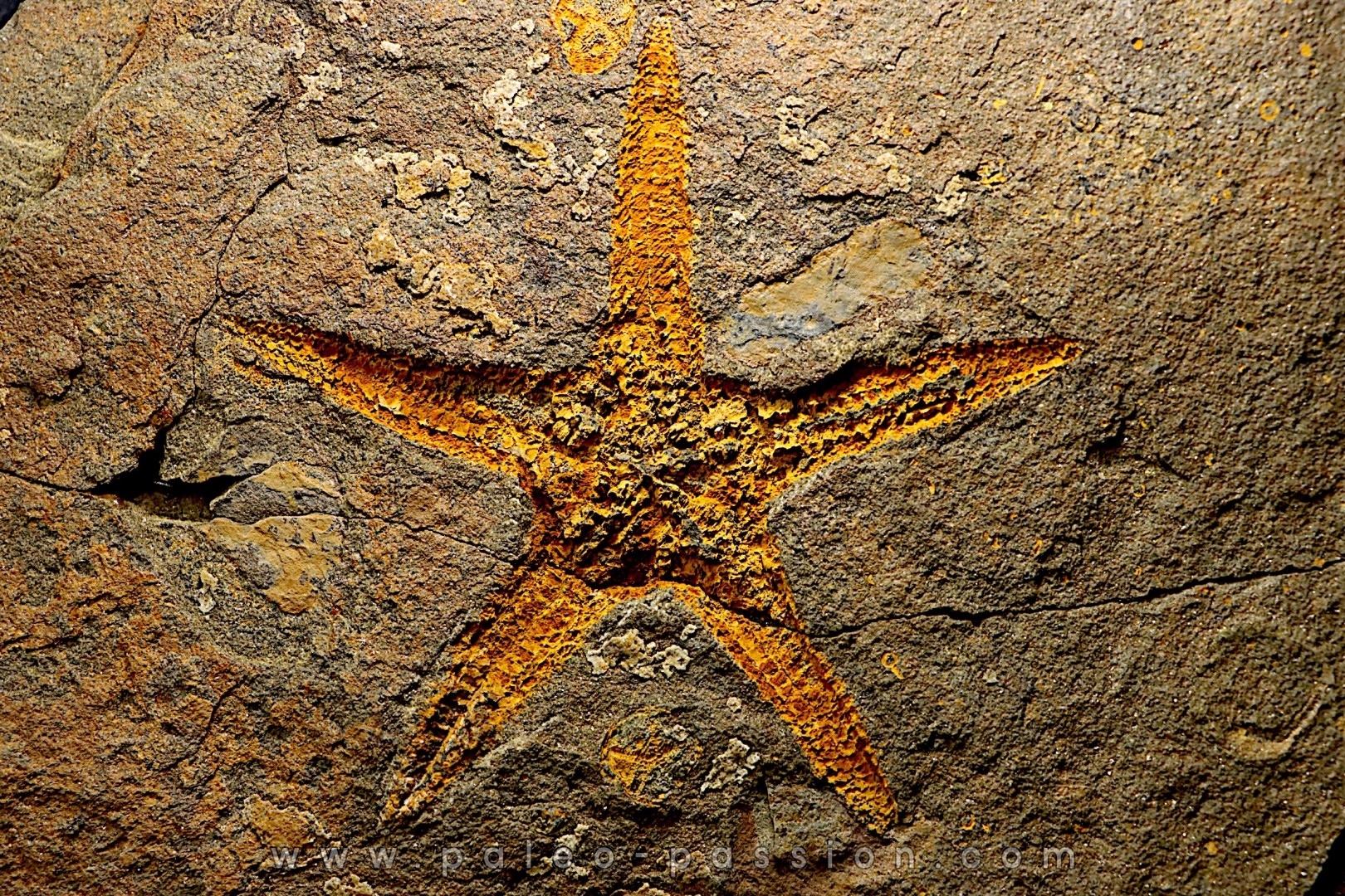 PROTOPALEASTER SP.
